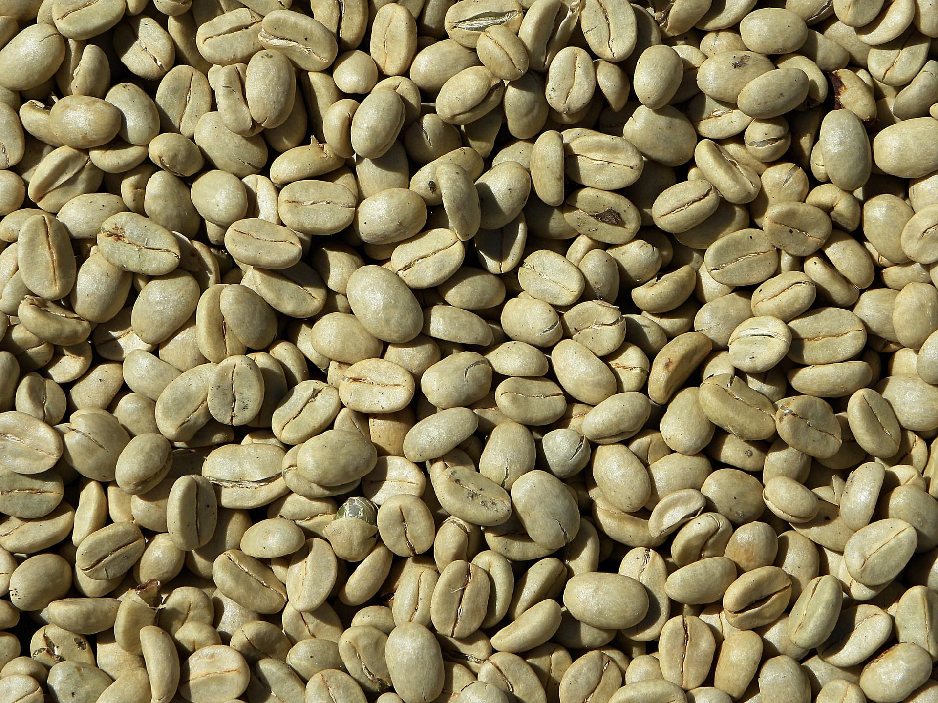 Arabica