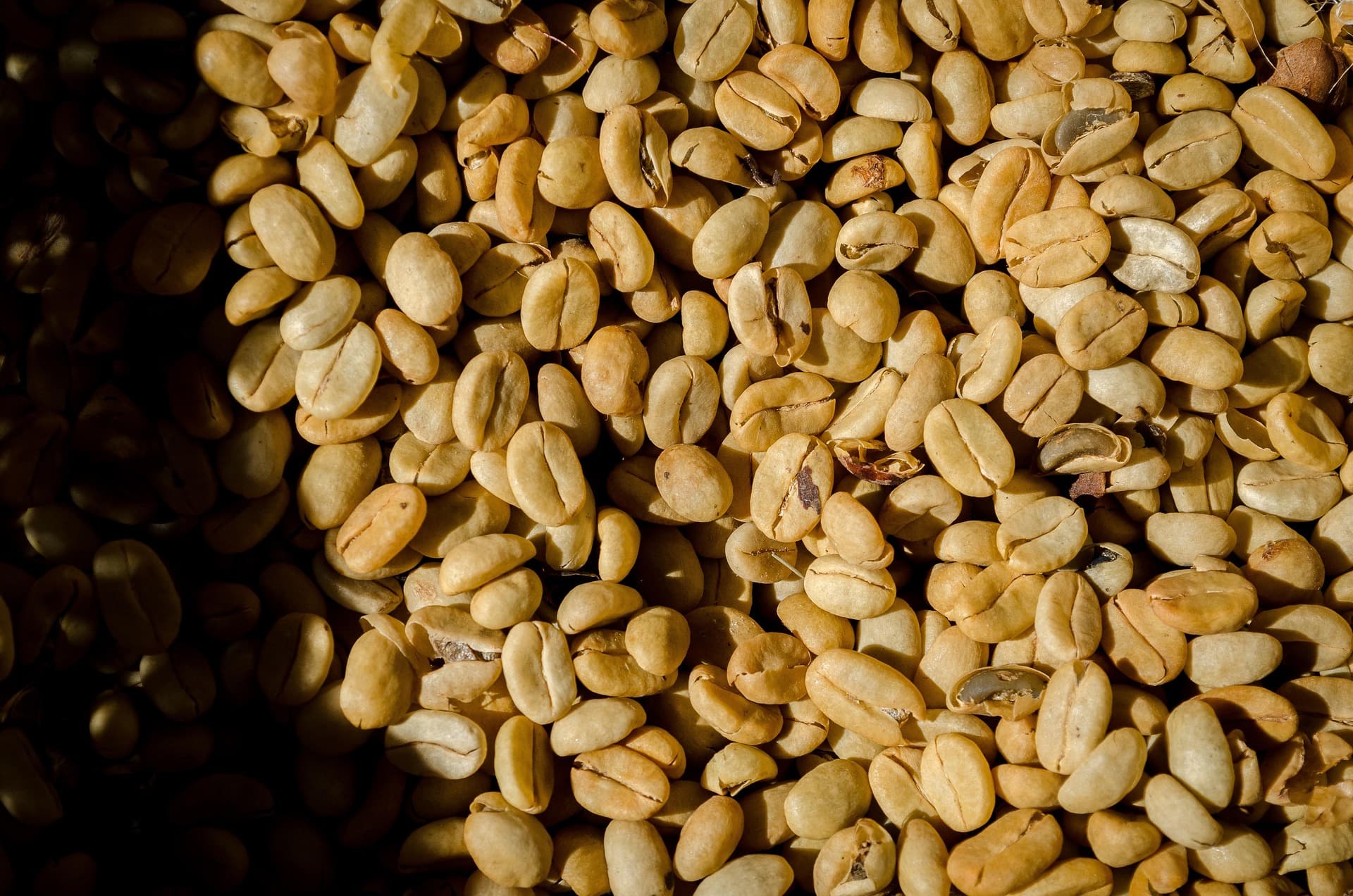 Robusta